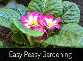 B&Q Easygrow Garden Plants